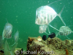 Lookdowns under the Anglin Pier at Lauderdale by the Sea by Michael Kovach 